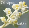 oliivi.JPG